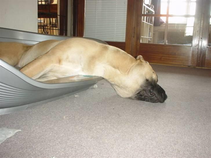 Boerboel .ZERO - Godt med en lur efter en hård arbejdsdag billede 13