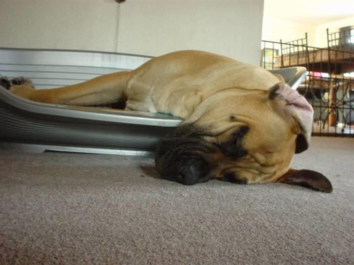 Boerboel .ZERO billede 14