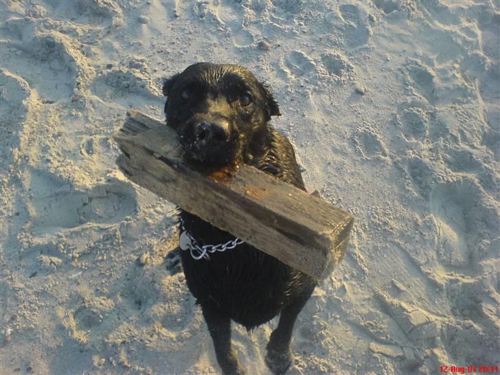 Labrador retriever Mickey (formel 1) R.I.P. billede 1