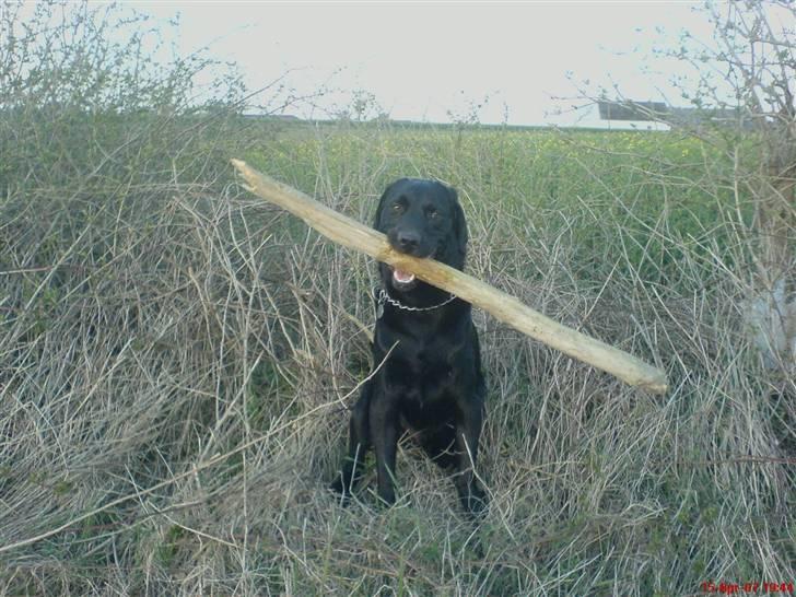 Labrador retriever Mickey (formel 1) R.I.P. billede 2