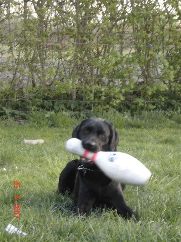 Labrador retriever Mickey (formel 1) R.I.P. billede 3