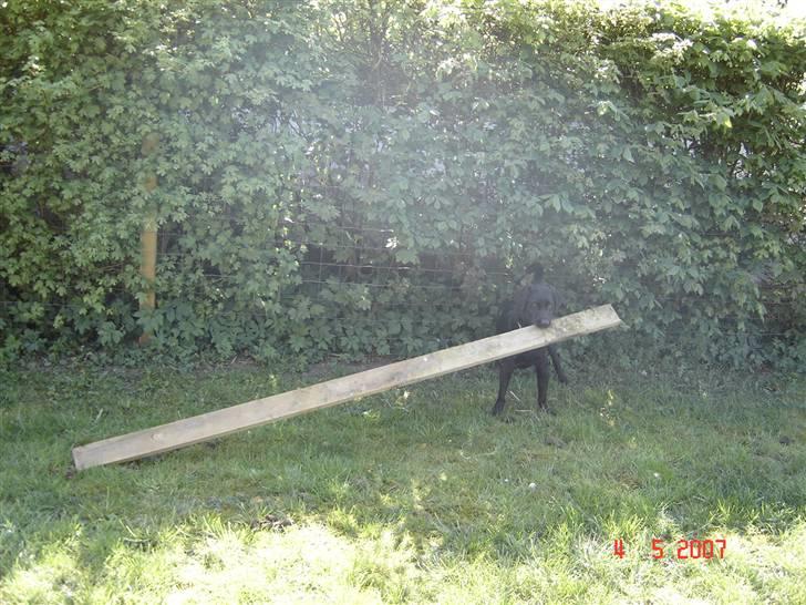 Labrador retriever Mickey (formel 1) R.I.P. billede 6