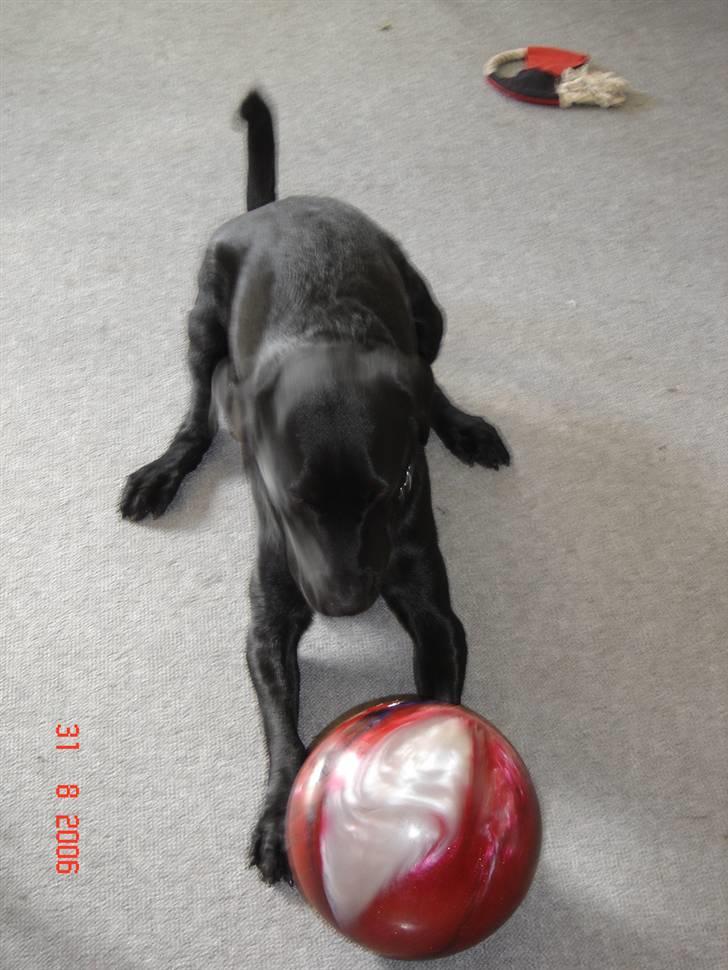 Labrador retriever Mickey (formel 1) R.I.P. billede 7