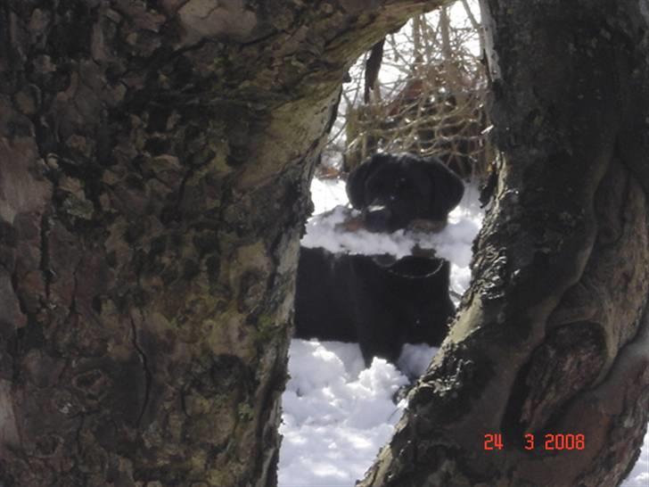 Labrador retriever Mickey (formel 1) R.I.P. billede 8