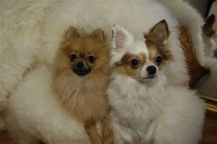 Chihuahua Birkedals Mickey R.I.P billede 7