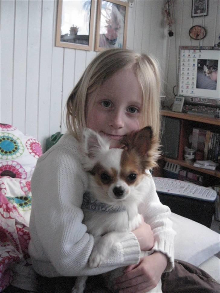 Chihuahua Birkedals Mickey R.I.P - lillesøster hygger med Mickey billede 8