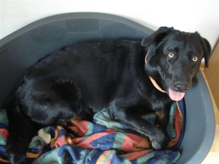 Blanding af racer Molly - molly gravid.. 40 dage henne.. billede 7