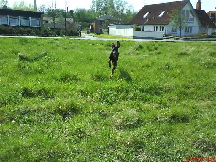 Dobermann Puma, hvil i fred  - Weee, her kommer jeg! billede 9