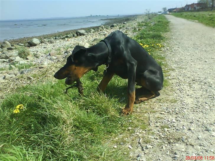 Dobermann Puma, hvil i fred  billede 10