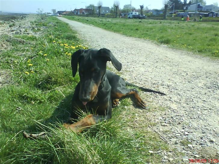 Dobermann Puma, hvil i fred  billede 11