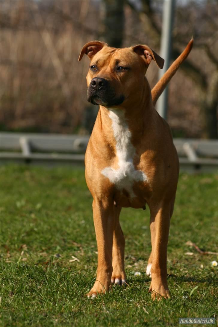 Amerikansk staffordshire terrier Chico billede 1
