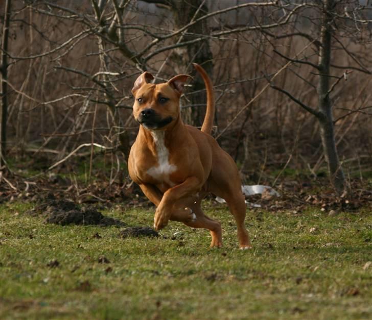 Amerikansk staffordshire terrier Chico billede 2