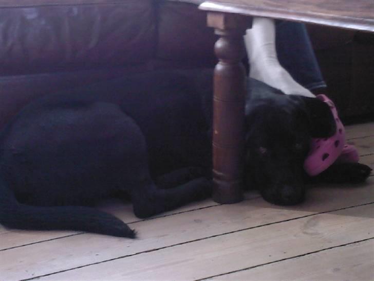 Labrador retriever (Formel 1) Zorro <3 (': - Nårh (: han ligger og hygger sig (: <3 billede 9