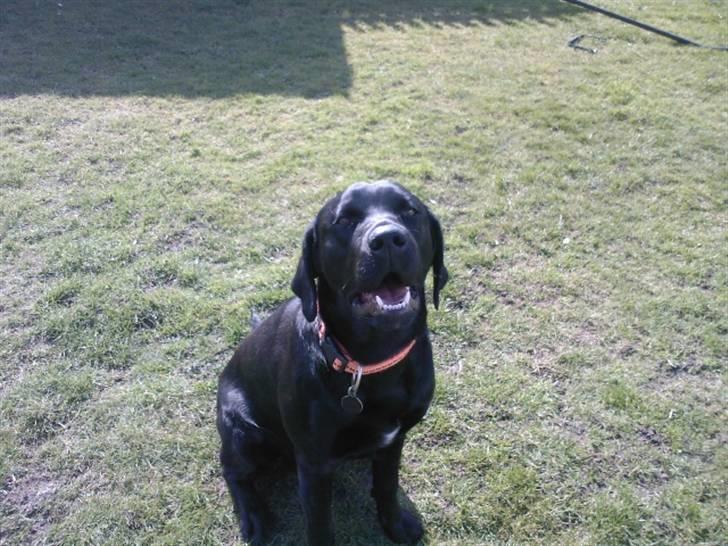 Labrador retriever (Formel 1) Zorro <3 (': - model i solen (; billede 10