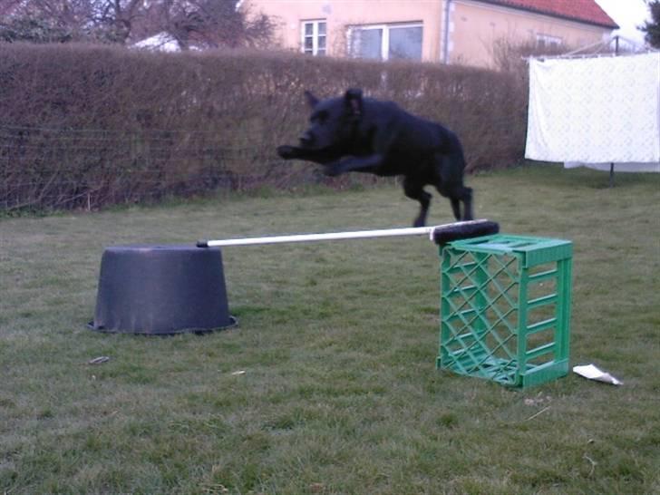 Labrador retriever (Formel 1) Zorro <3 (': - Han kan også springe ! ;D billede 11