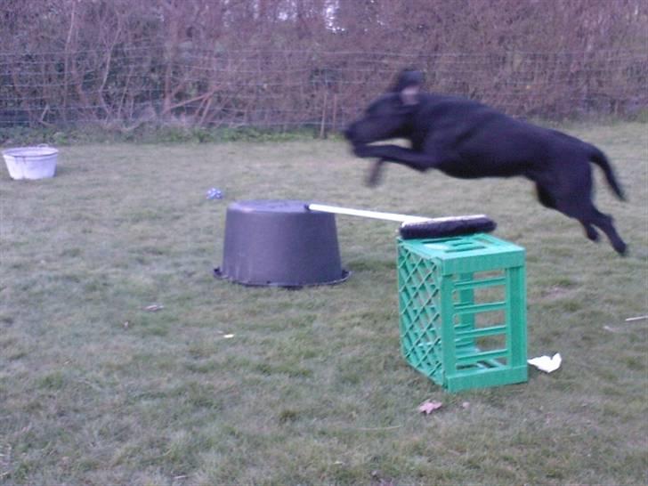 Labrador retriever (Formel 1) Zorro <3 (': - Han kan også springe ! ;D billede 12