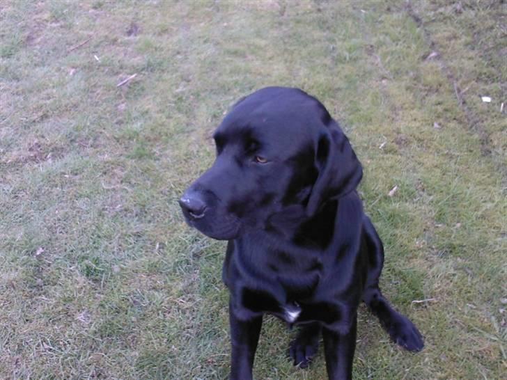 Labrador retriever (Formel 1) Zorro <3 (': - Model (; billede 13