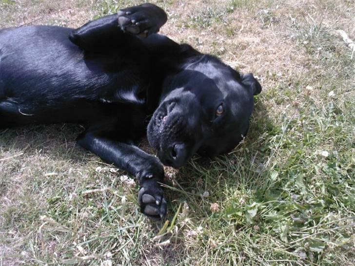 Labrador retriever (Formel 1) Zorro <3 (': - Model (; billede 14