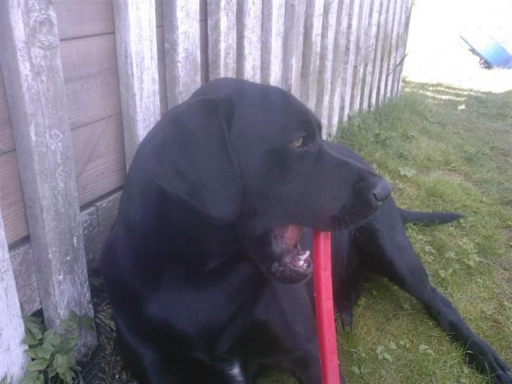 Labrador retriever (Formel 1) Zorro <3 (': - Ude i haven, og lege med den røde legetøjsrive (; <3 billede 15