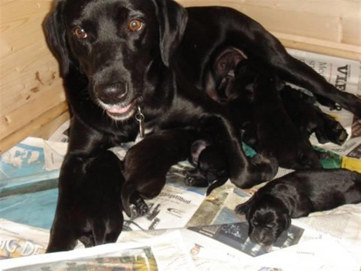 Labrador retriever (Formel 1) Zorro <3 (': - Zorros moar, der giver Zorro og hans søskende mad {: <3 billede 16
