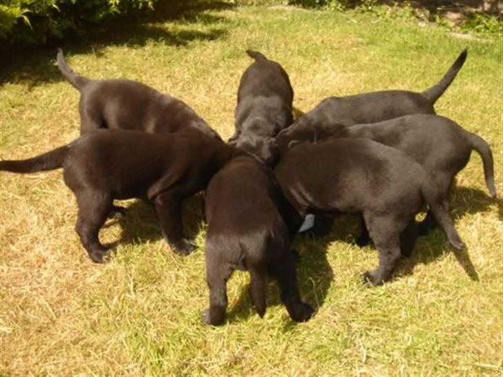 Labrador retriever (Formel 1) Zorro <3 (': - Zorro og hans søskende får rigtig mad ! Stort ! :D det er solen der gør at de ser brune ud (: billede 17