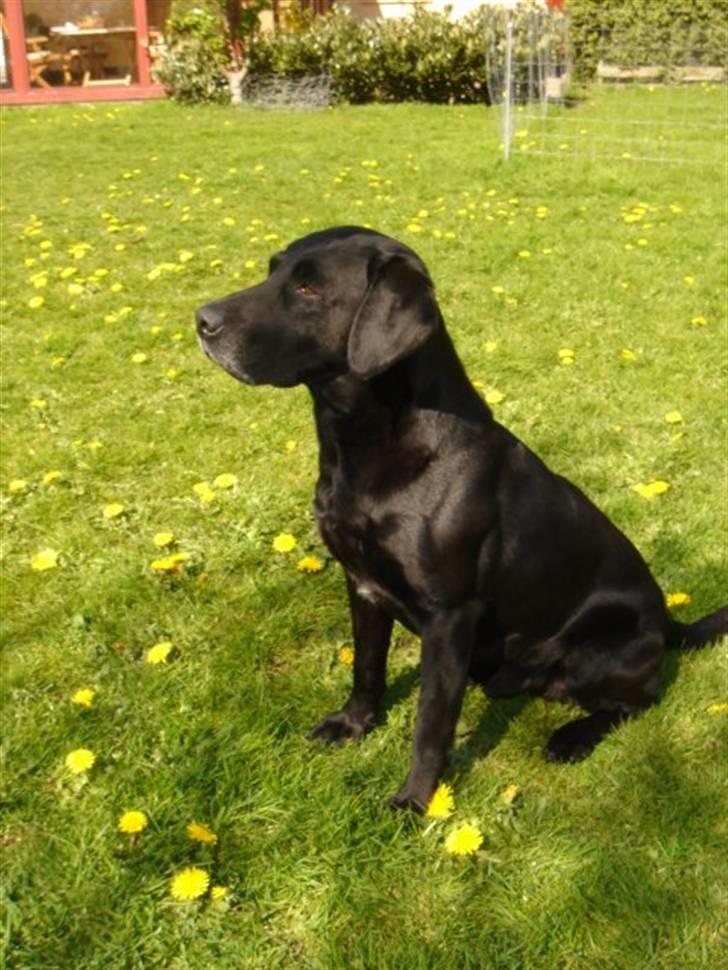 Labrador retriever (Formel 1) Zorro <3 (': - Det her er Zorros Smukke far ! (: <3 billede 18