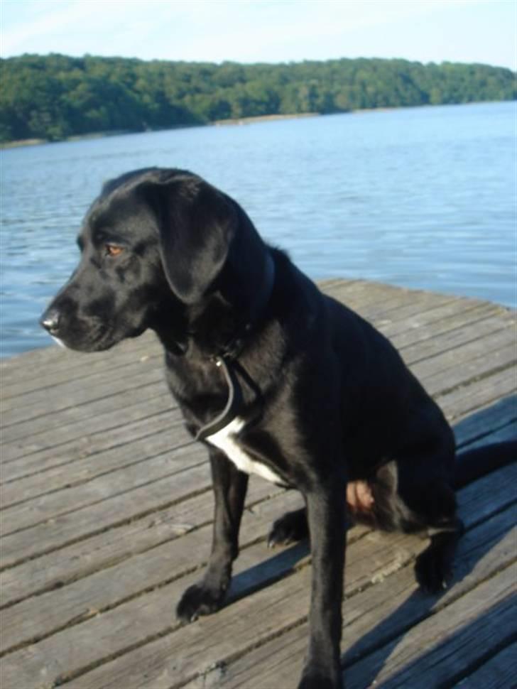 Labrador retriever (Formel 1) Zorro <3 (': - & Zorros SKØNNE moar (: <3 billede 19