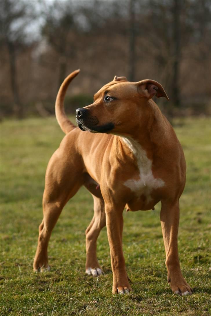 Amerikansk staffordshire terrier Chico billede 3