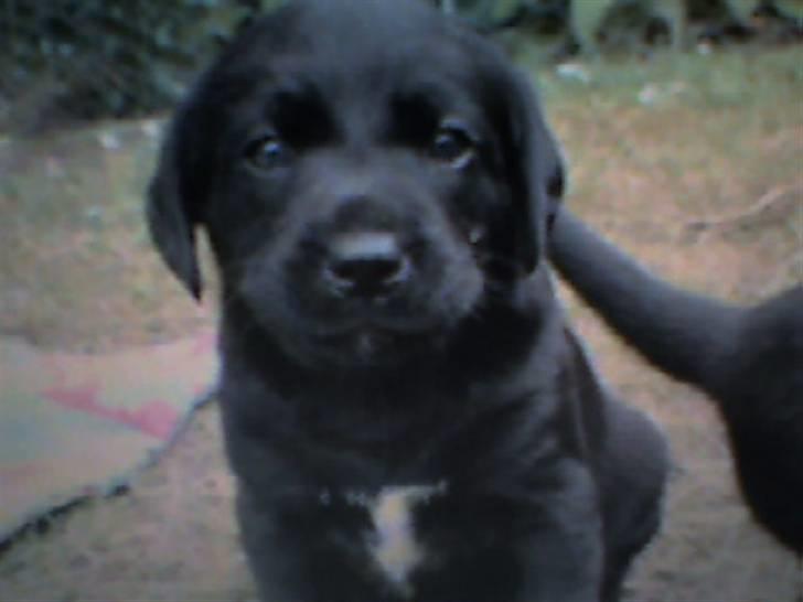Labrador retriever (Formel 1) Zorro <3 (': - Zorro som lille hvalp! {´: Er han ikk kær ? <33  billede 20