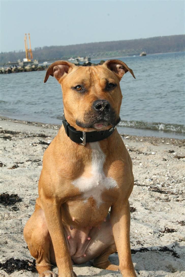 Amerikansk Staffordshire Terrier Chico - Billeder Af Hunde - Uploaded