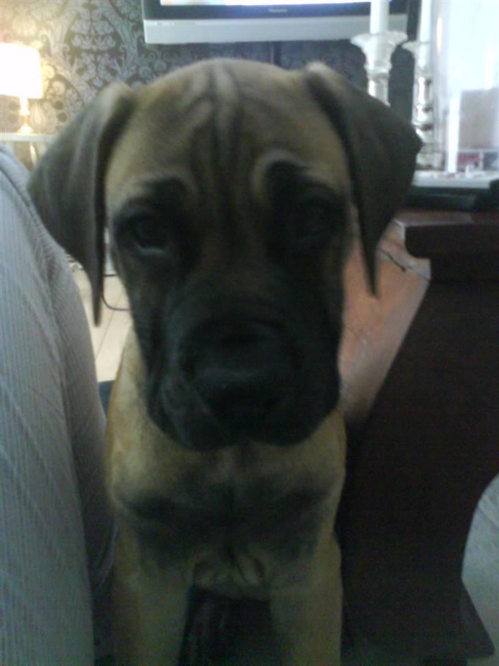 Boerboel Boelsplaas Nala - undskyld, jeg skal aldrig gøre det igen, jeg ælsker dig mama.... (nala 11 uger) billede 12