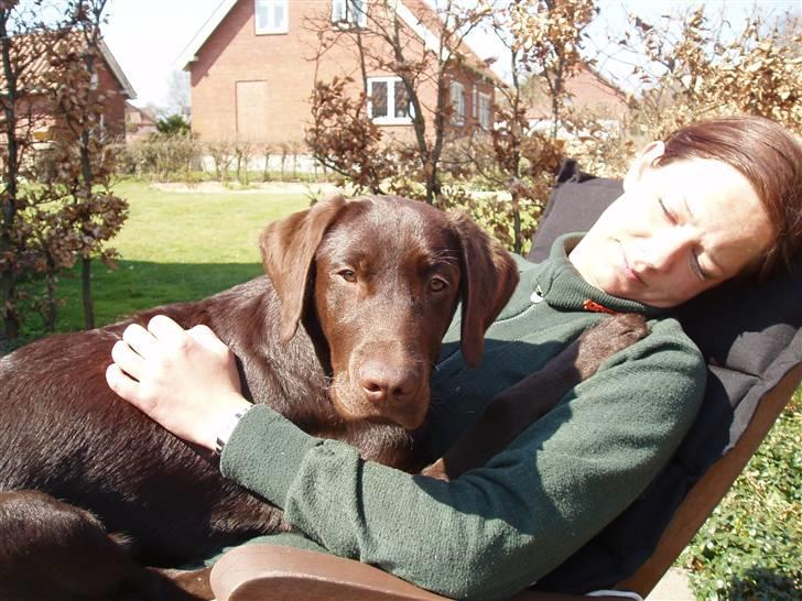 Labrador retriever Anton - Anton og mor nyder april solen.   Anton 5 mdr. billede 5