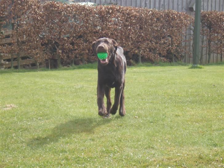 Labrador retriever Anton - Hey mor, se hvad jeg kommer med, skal vi lege??   Anton 5 mdr. billede 6