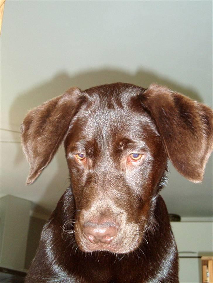 Labrador retriever Anton - Hey mor, hvad laver Du dernede? Er det min mad Du kommer med?   Anton 5 mdr. billede 7