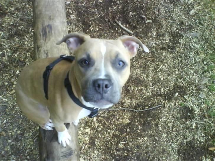 Amerikansk staffordshire terrier Naya billede 11