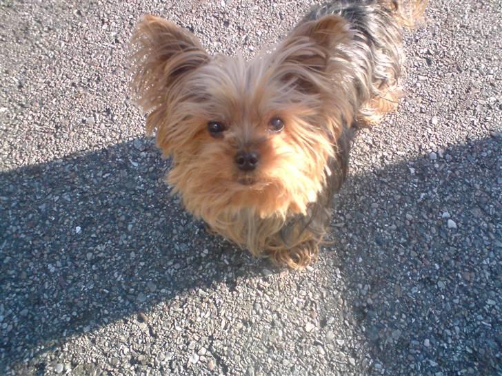 Yorkshire terrier Tabsi <3  - heii:) og velkommen til miin profil jeg hedder tabsi og er en yorkshire terrier og er ni år gammel :) billede 1