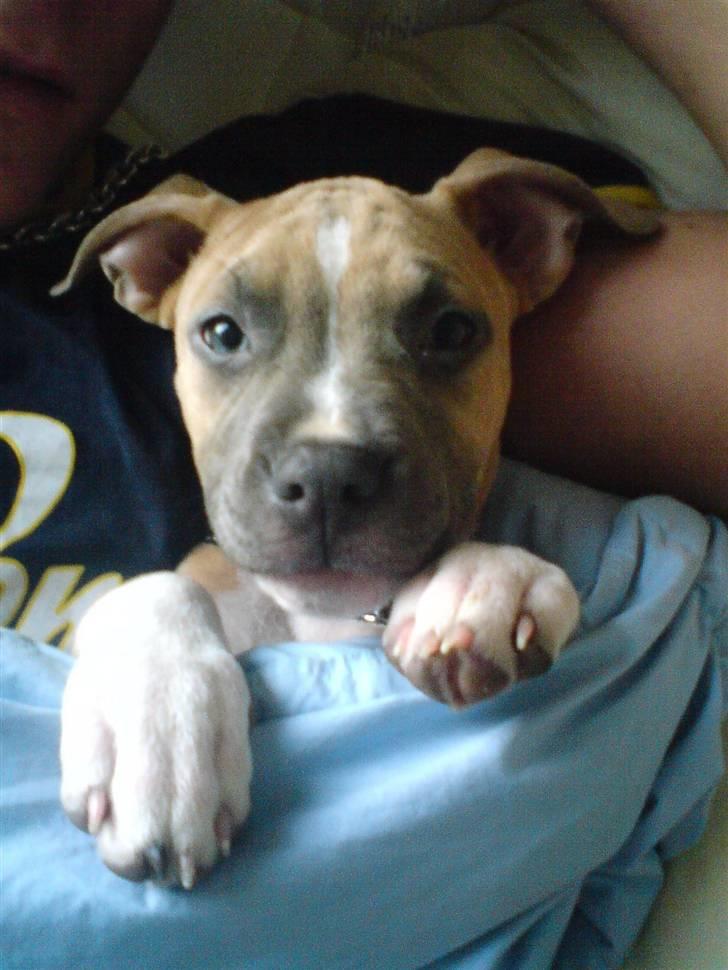 Amerikansk staffordshire terrier Naya billede 13