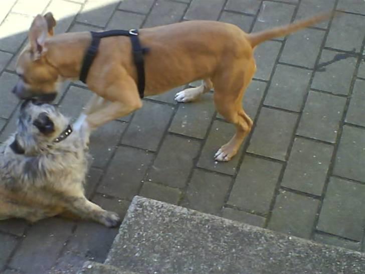 Amerikansk staffordshire terrier Naya billede 14