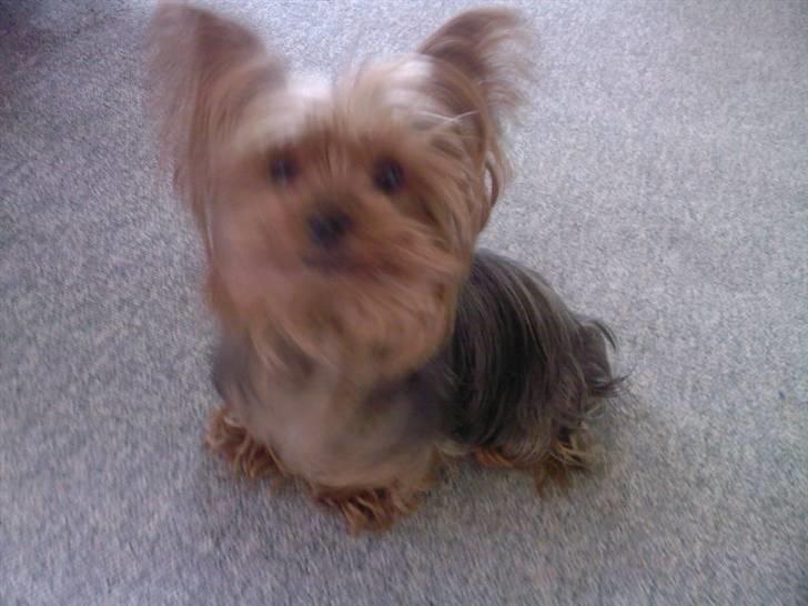 Yorkshire terrier Tabsi <3  - jeg er altid glad og frisk..hvis det er godt vejr!!! haha xD det driller jeg miin mor med ;P billede 2