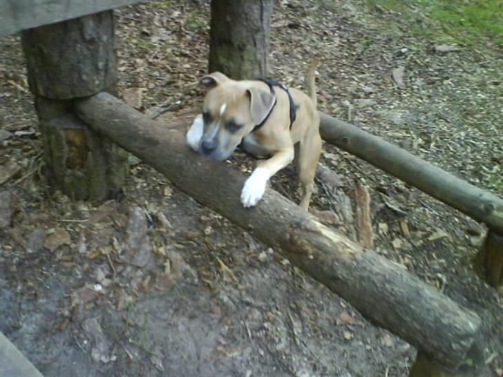 Amerikansk staffordshire terrier Naya billede 15