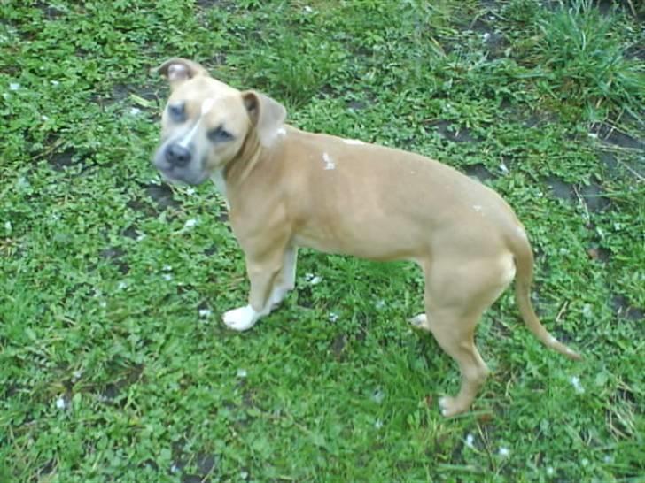 Amerikansk staffordshire terrier Naya billede 16