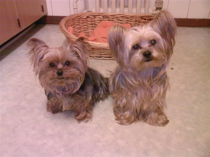 Yorkshire terrier Tabsi <3  - det var miin kæreste krümmel :( han dø den 3 marts 2oo8 jeg kender ham fra jeg var lille..han er oss herind..give gerne kommentar til miin skath?! taak i forvejen..tabsi ;) billede 3