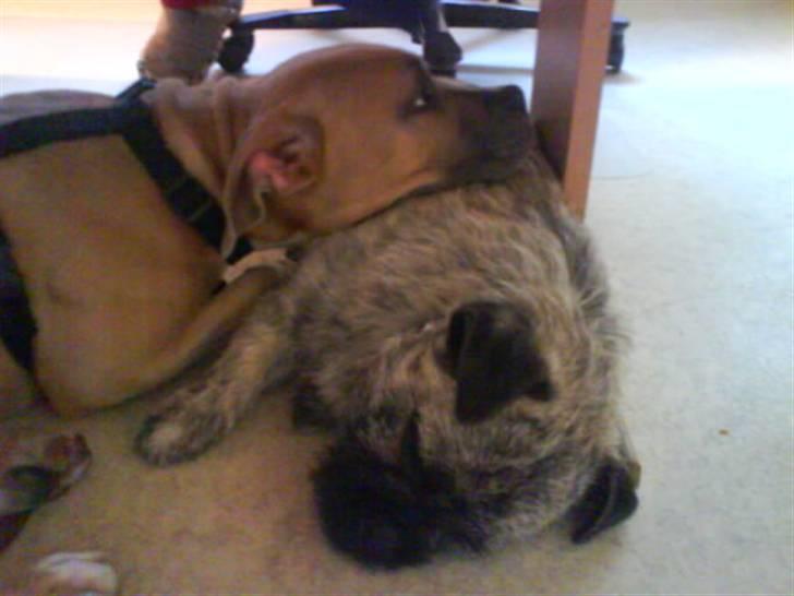 Amerikansk staffordshire terrier Naya billede 17