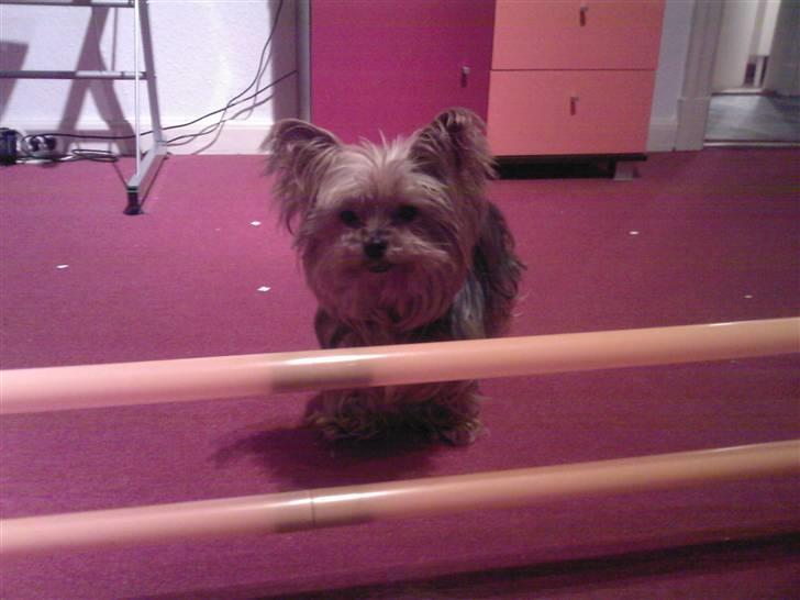 Yorkshire terrier Tabsi <3  - jeg gider squ ikk springe moaaaaaa!!!!!!!! det kan du godt glemme... billede 4
