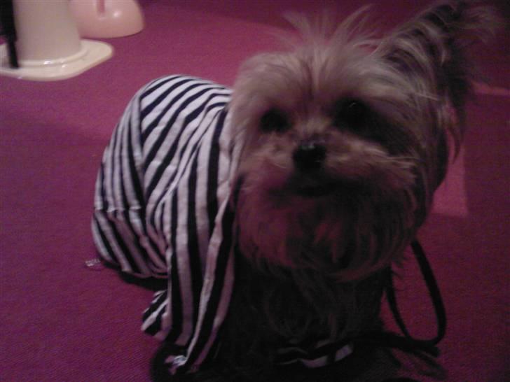 Yorkshire terrier Tabsi <3  - jeg fryser mor...:P billede 5