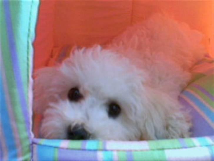 Bichon à poil frisé Oline(tinghøjs francisca) - er jeg ikke sød? billede 1