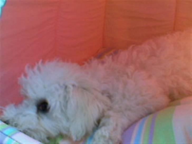 Bichon à poil frisé Oline(tinghøjs francisca) - ihh jeg keder mig..!!! billede 2