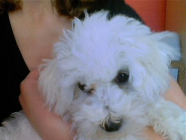 Bichon à poil frisé Oline(tinghøjs francisca) - se mig en gang mig kan man da ikke sige er grim vel? billede 3