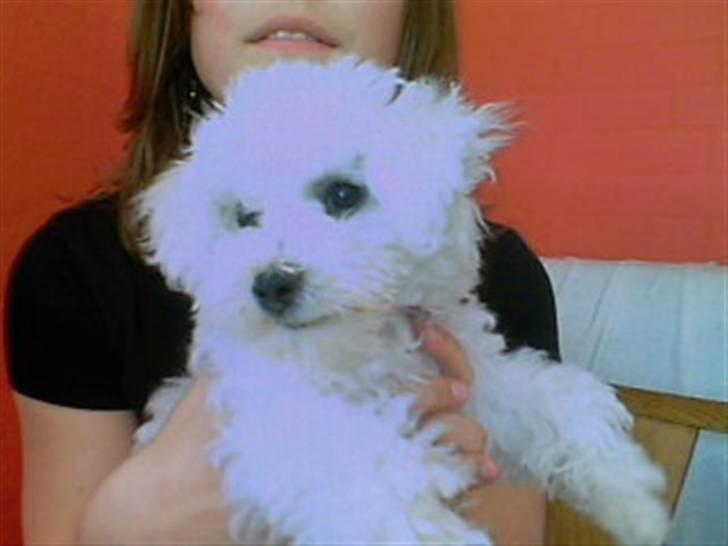 Bichon à poil frisé Oline(tinghøjs francisca) - og stolt af mit udseende.!!! billede 4