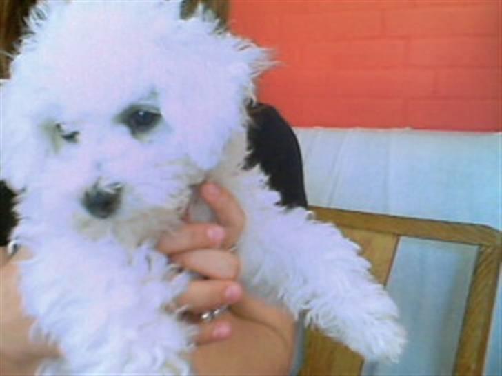 Bichon à poil frisé Oline(tinghøjs francisca) - men lidt træt er man vel altid..!! billede 5